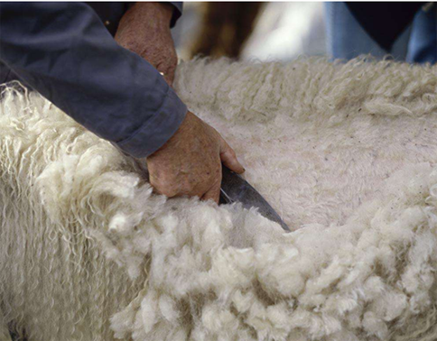 羊毛和羊驼绒哪个更贵?羊毛和羊驼绒有什么区别