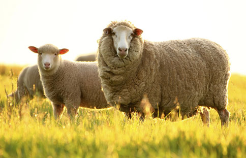 美利奴羊毛和普通羊毛有什么区别？区别在哪里？